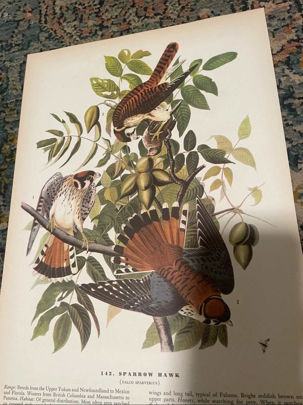 Vintage Bird Print Wall Art - Rust Orange & Green
